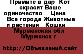 Примите в дар. Кот скрасит Ваше одиночество. › Цена ­ 0 - Все города Животные и растения » Кошки   . Мурманская обл.,Мурманск г.